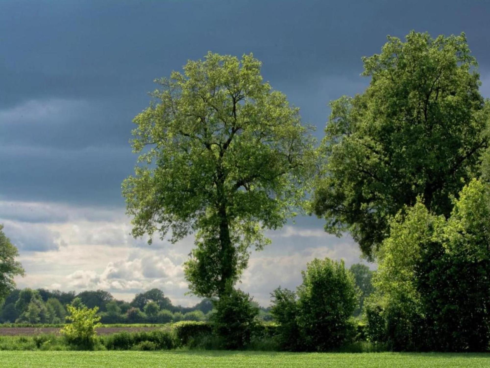 Monumental Farm In The Ash Landscape Villa Geesteren  Bagian luar foto